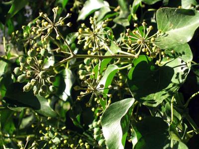 Hedera helix - پاپیتال